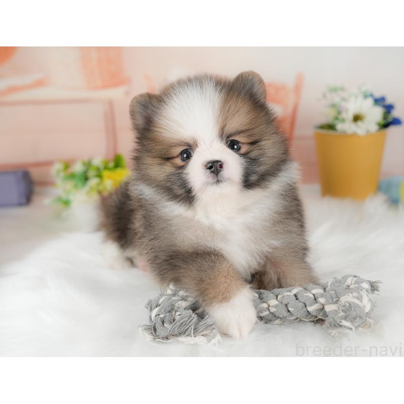 販売中の群馬県のポメラニアン-438946の5枚目