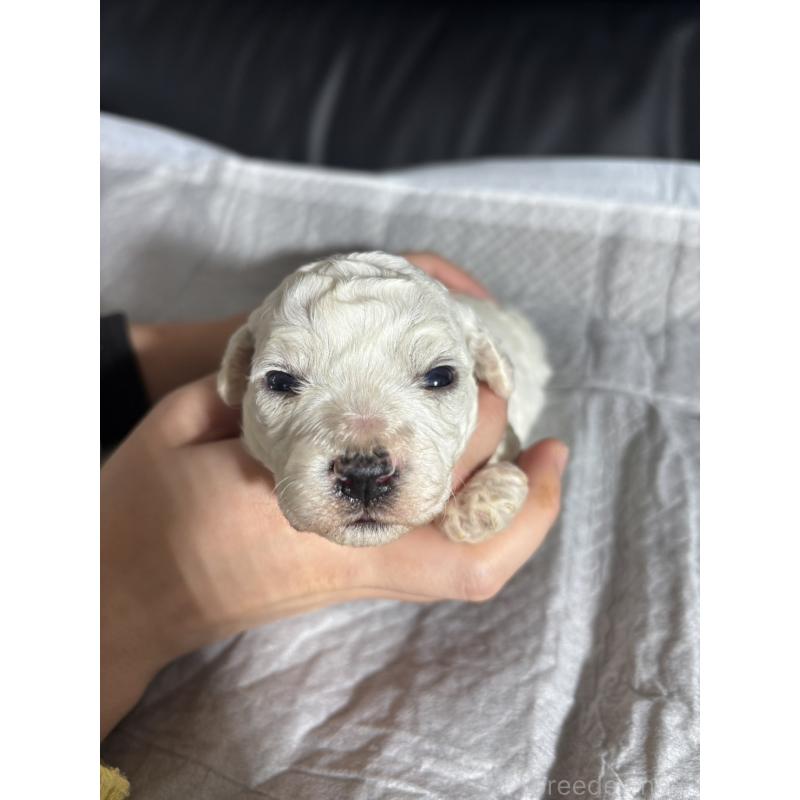 販売中の滋賀県のビションフリーゼ-438892の6枚目