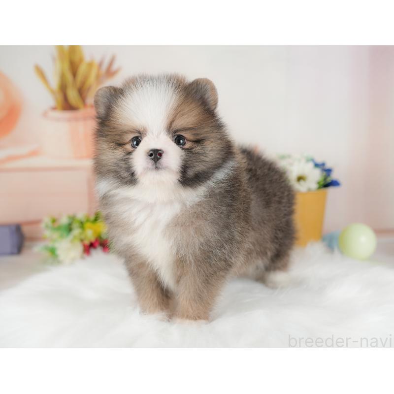 販売中の群馬県のポメラニアン-438946の4枚目