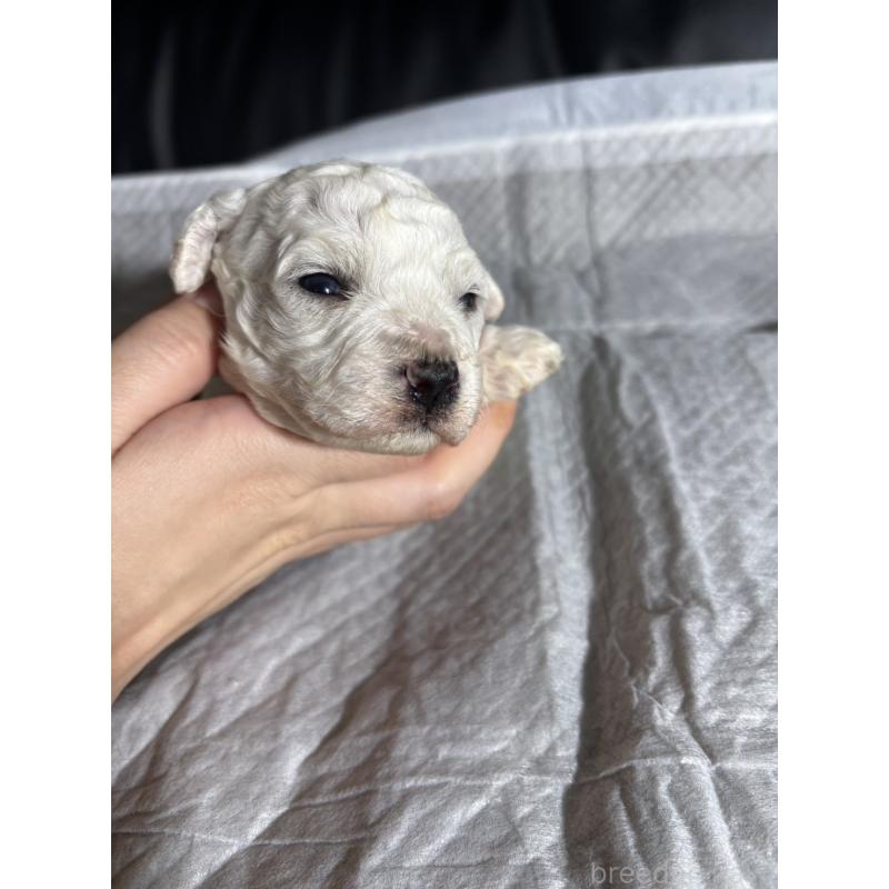 販売中の滋賀県のビションフリーゼ-438892の5枚目