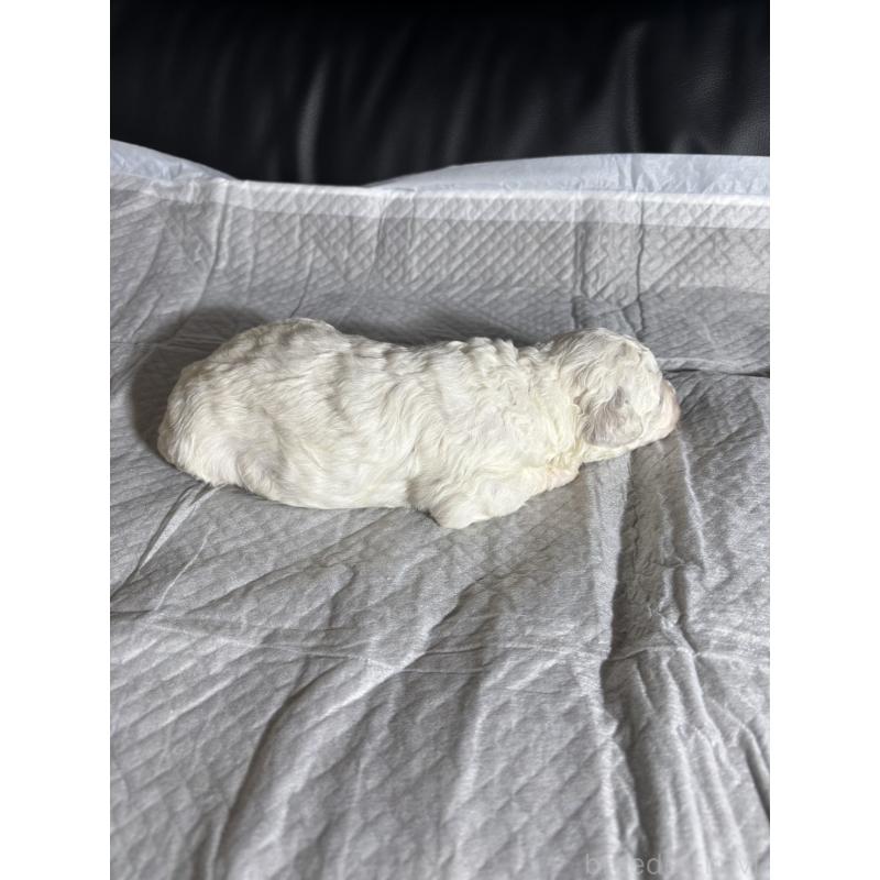 販売中の滋賀県のビションフリーゼ-438892の4枚目