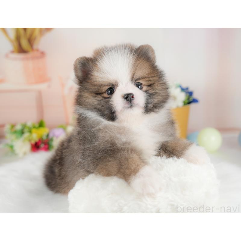 販売中の群馬県のポメラニアン-438946の3枚目