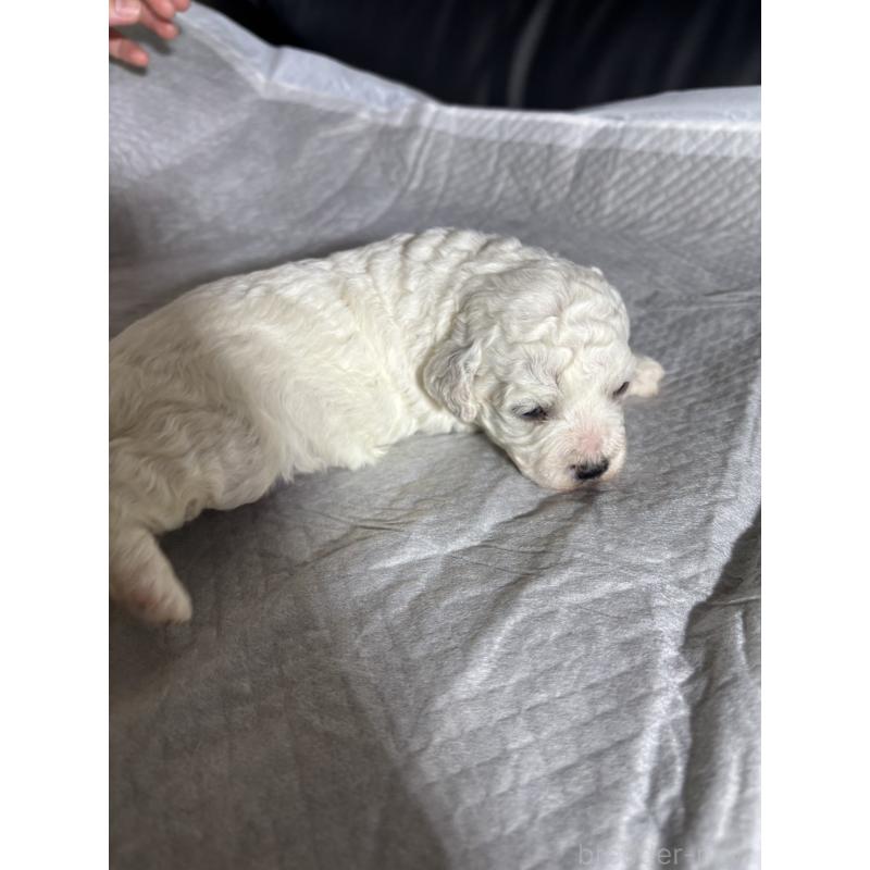 販売中の滋賀県のビションフリーゼ-438892の3枚目