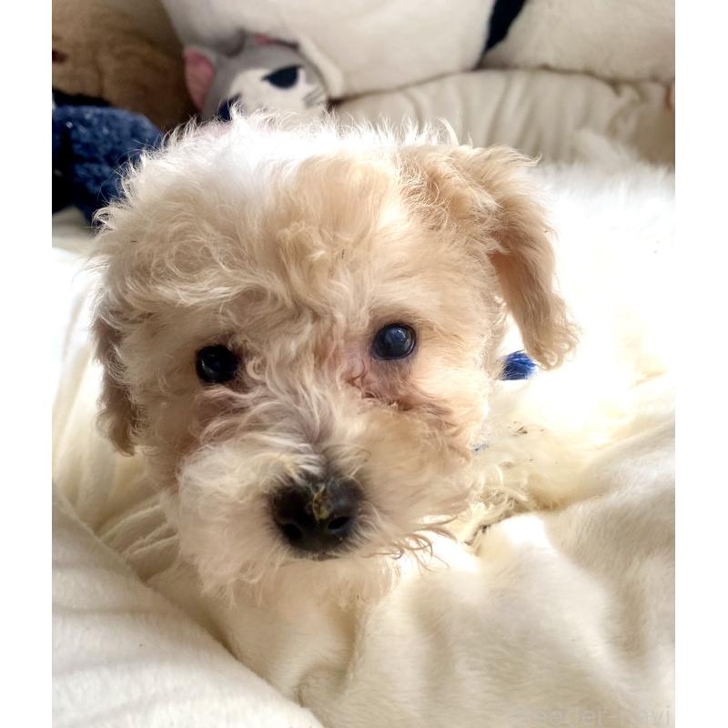 商談中の東京都のビションプー:ビションフリーゼ×トイプードル-430970