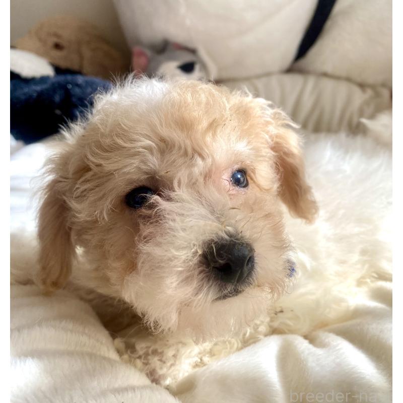 商談中の東京都のビションプー:ビションフリーゼ×トイプードル-430970の5枚目