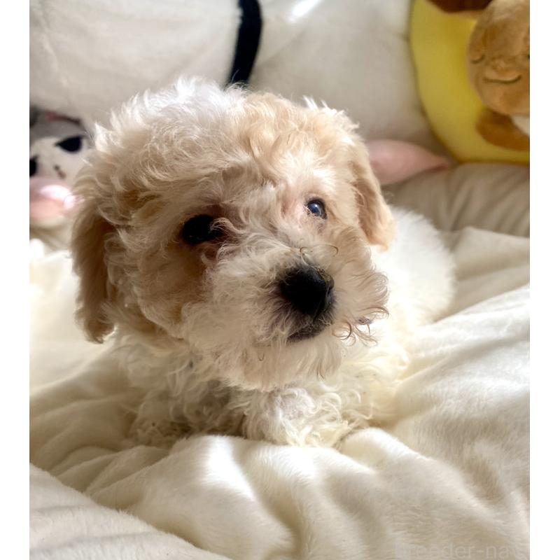 商談中の東京都のビションプー:ビションフリーゼ×トイプードル-430970の4枚目