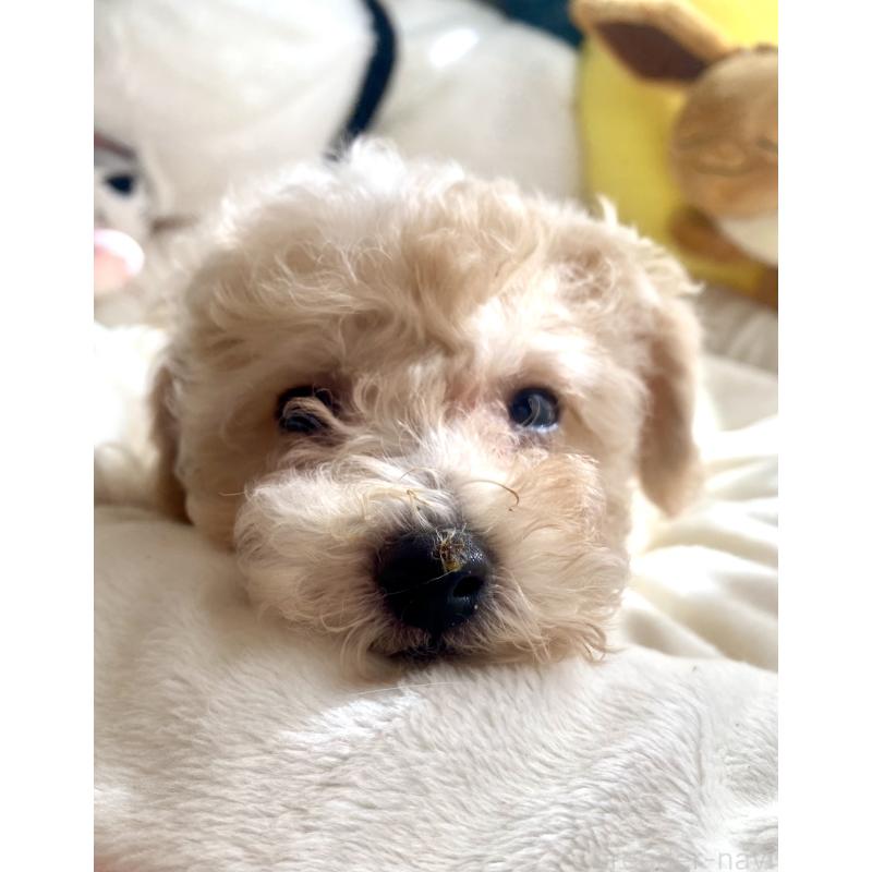 商談中の東京都のビションプー:ビションフリーゼ×トイプードル-430970の3枚目