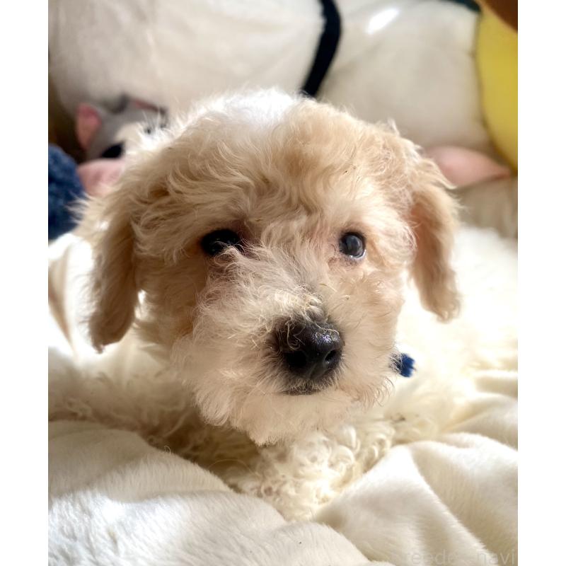 商談中の東京都のビションプー:ビションフリーゼ×トイプードル-430970の2枚目