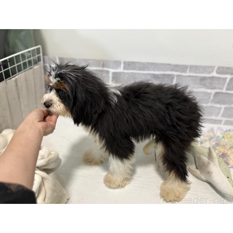 販売中の東京都のキャバプー:キャバリア×トイプードル-408773の3枚目