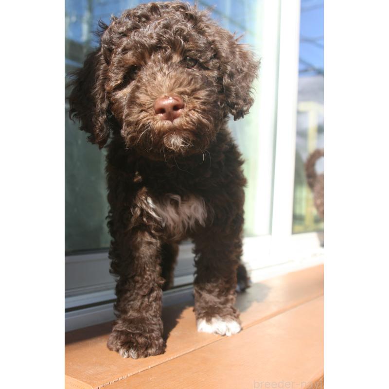 販売中の東京都のポーチュギーズウォータードッグ-429089の4枚目