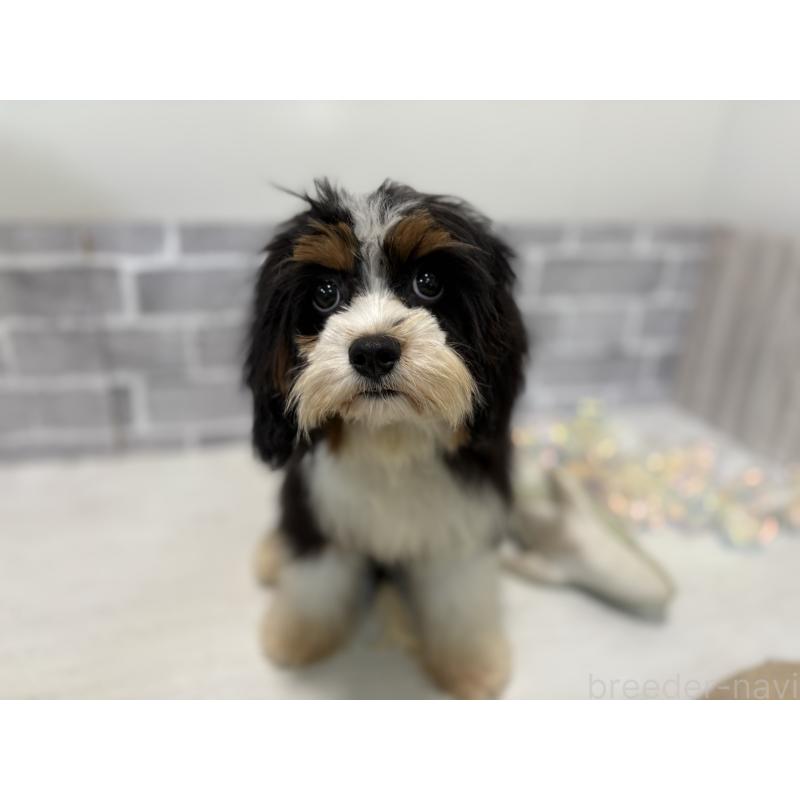 販売中の東京都のキャバプー:キャバリア×トイプードル-408773の2枚目