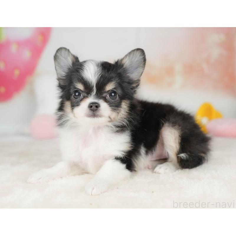 販売中の栃木県のチワワ(ロングコート)-439254