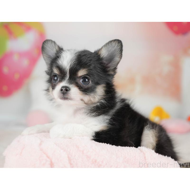 販売中の栃木県のチワワ(ロングコート)-439254の11枚目