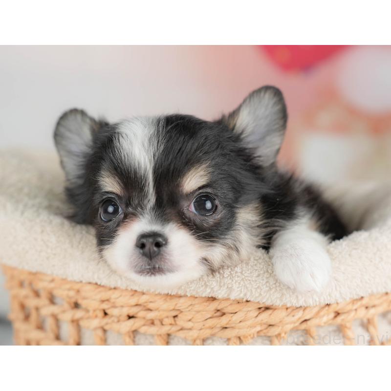 販売中の栃木県のチワワ(ロングコート)-439254の10枚目