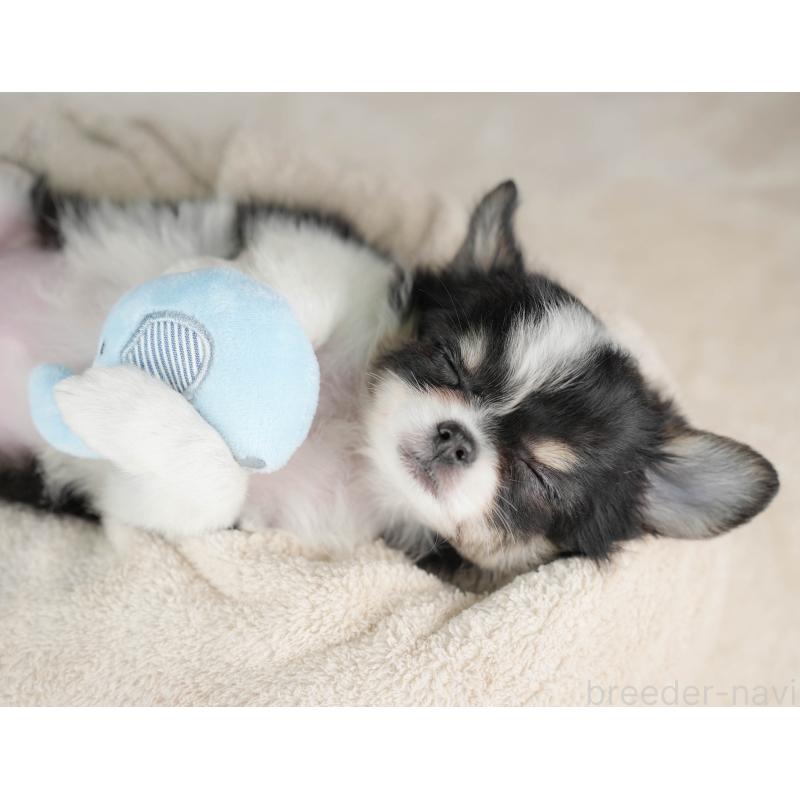 販売中の栃木県のチワワ(ロングコート)-439254の6枚目