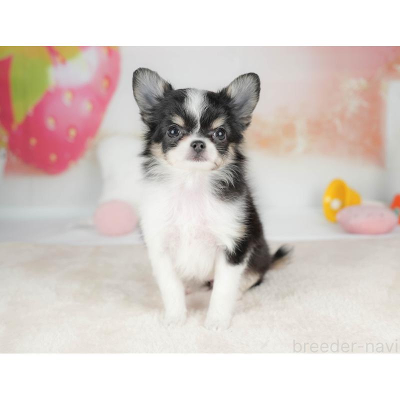 販売中の栃木県のチワワ(ロングコート)-439254の5枚目