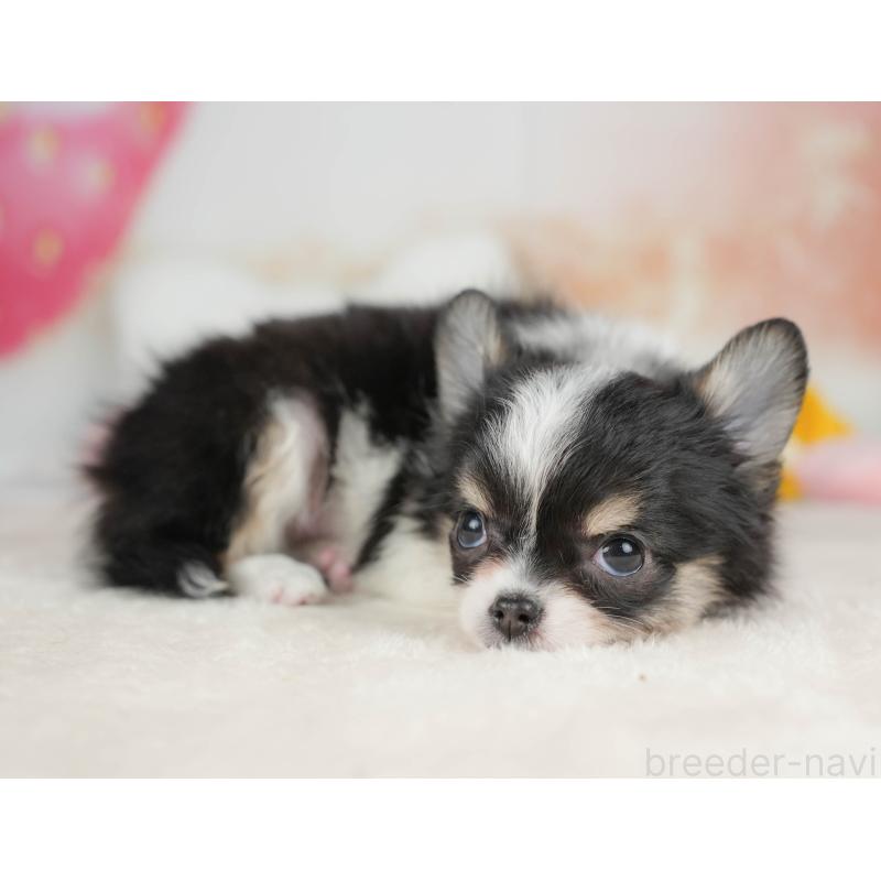 販売中の栃木県のチワワ(ロングコート)-439254の4枚目