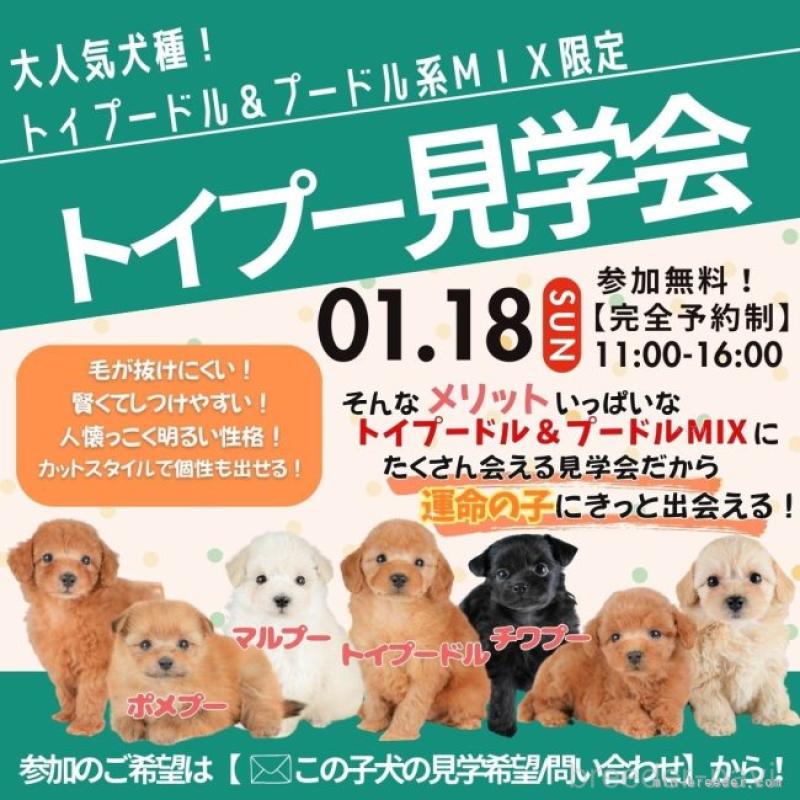 販売中の栃木県のチワワ(ロングコート)-439251の18枚目