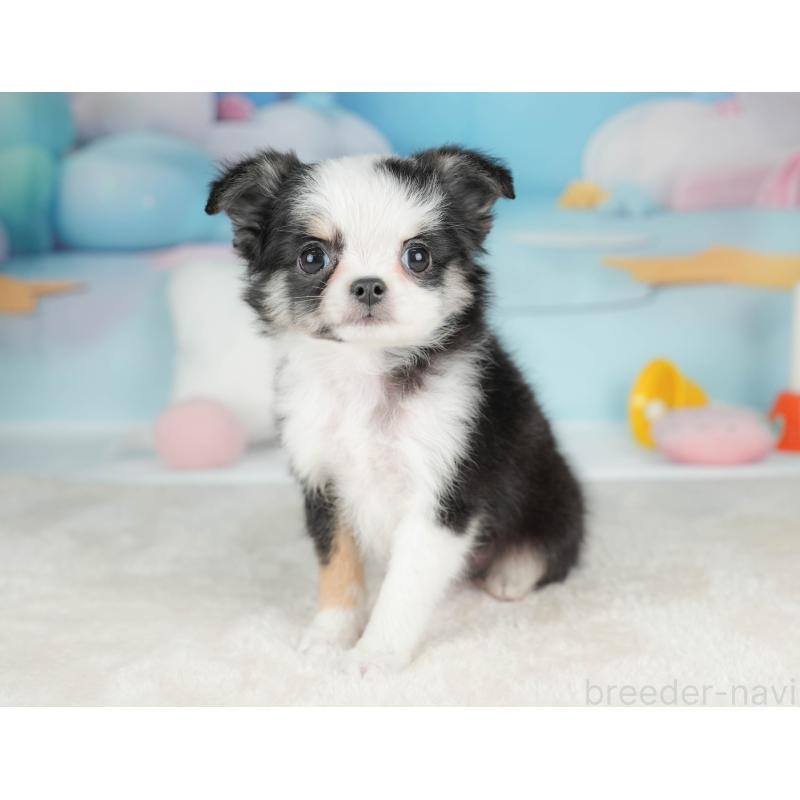 販売中の栃木県のチワワ(ロングコート)-439251