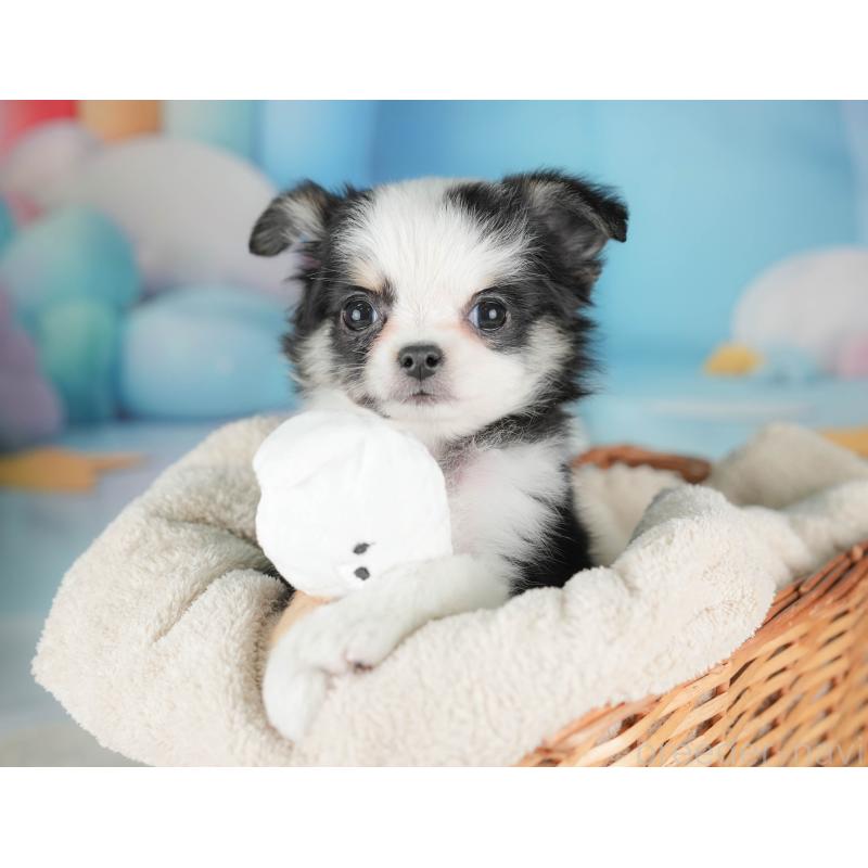 販売中の栃木県のチワワ(ロングコート)-439251の11枚目