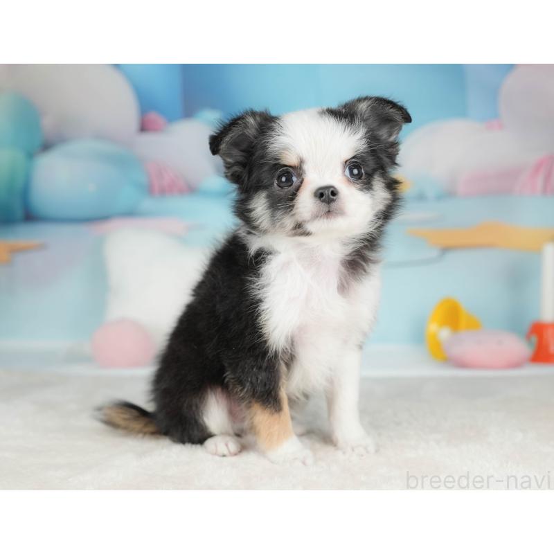 販売中の栃木県のチワワ(ロングコート)-439251の9枚目