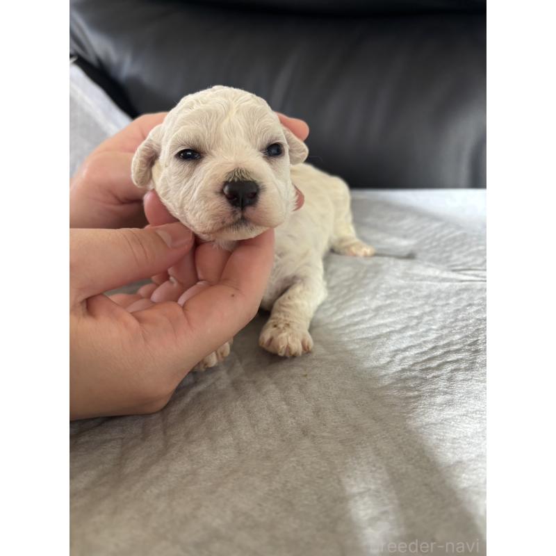 販売中の滋賀県のビションフリーゼ-438894の5枚目