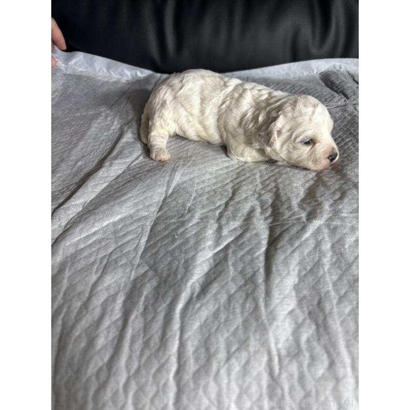 販売中の滋賀県のビションフリーゼ-438894の4枚目