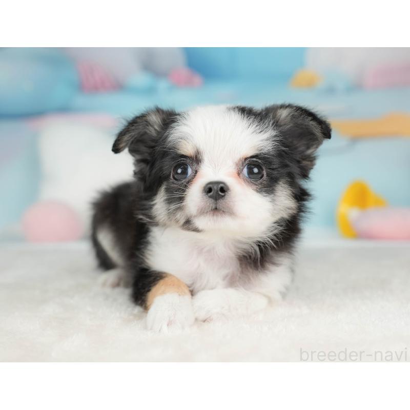 販売中の栃木県のチワワ(ロングコート)-439251の8枚目