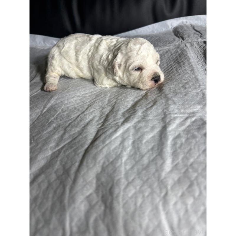 販売中の滋賀県のビションフリーゼ-438894の3枚目