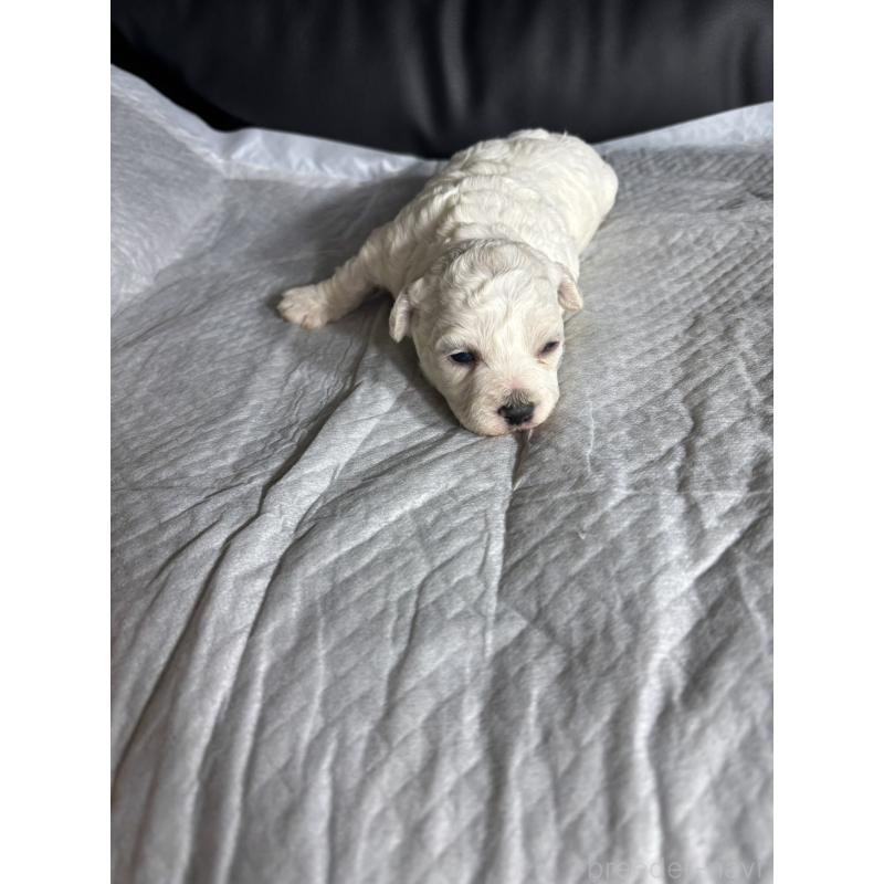 販売中の滋賀県のビションフリーゼ-438894の2枚目