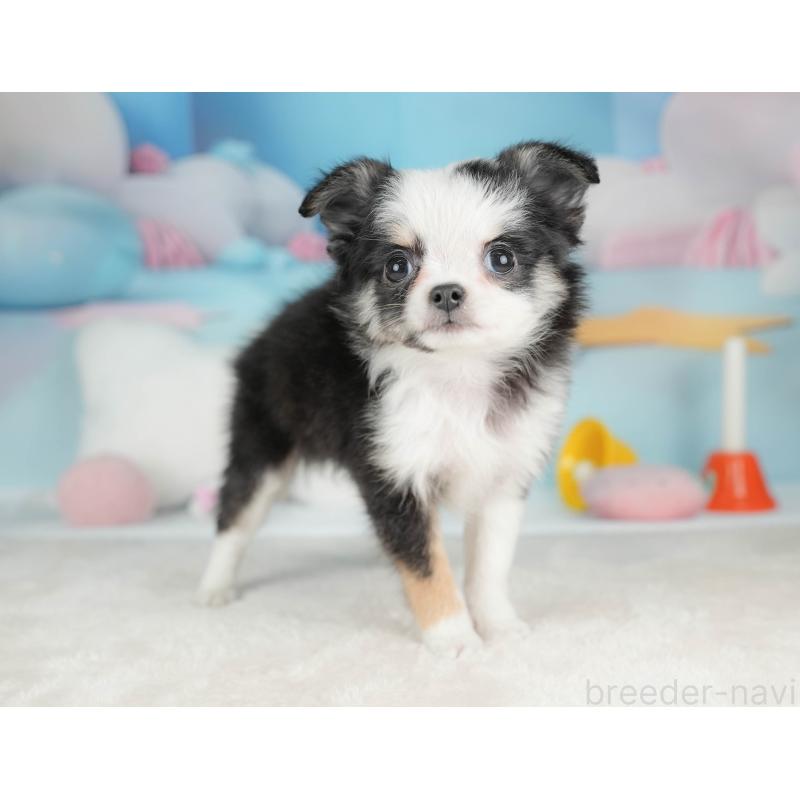 販売中の栃木県のチワワ(ロングコート)-439251の7枚目