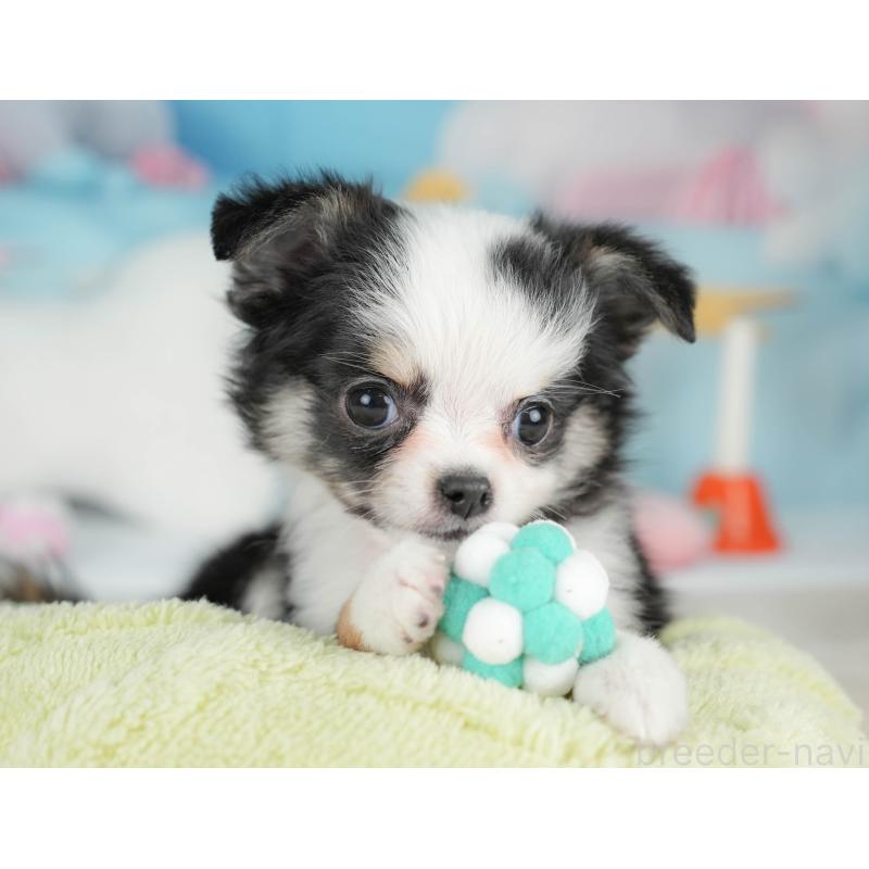 販売中の栃木県のチワワ(ロングコート)-439251の6枚目