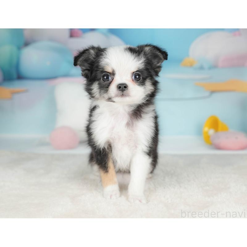 販売中の栃木県のチワワ(ロングコート)-439251の5枚目