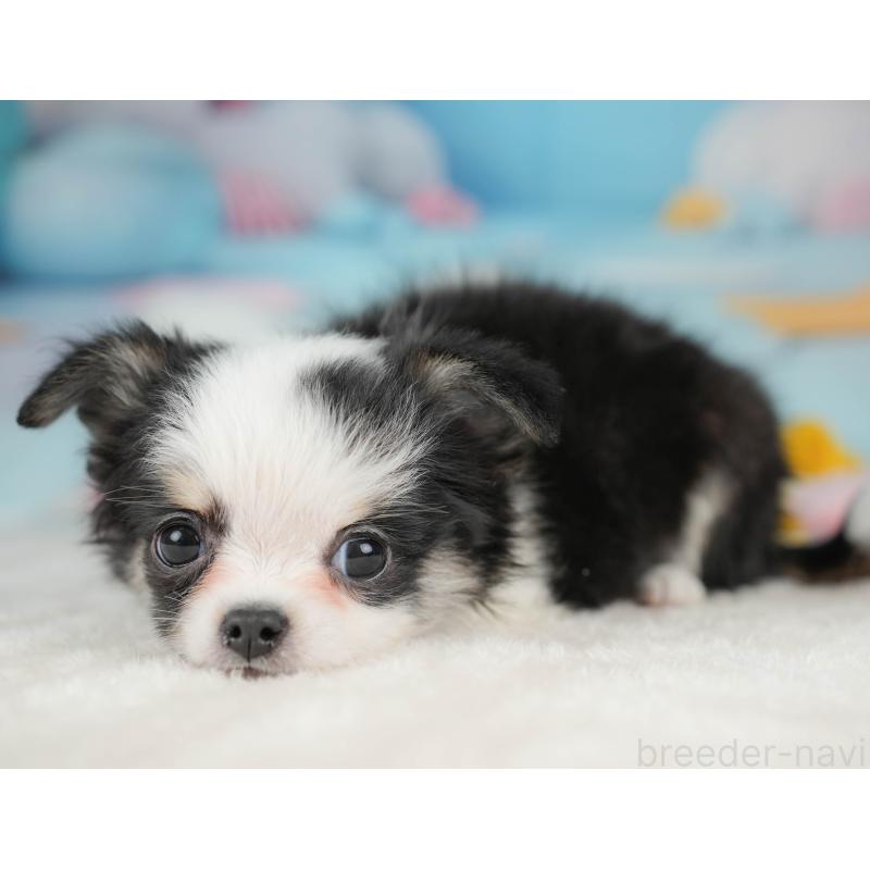 販売中の栃木県のチワワ(ロングコート)-439251の4枚目