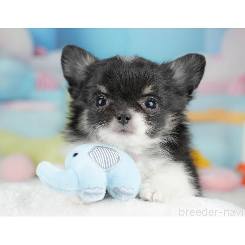 販売中の栃木県のチワワ(ロングコート)-439245