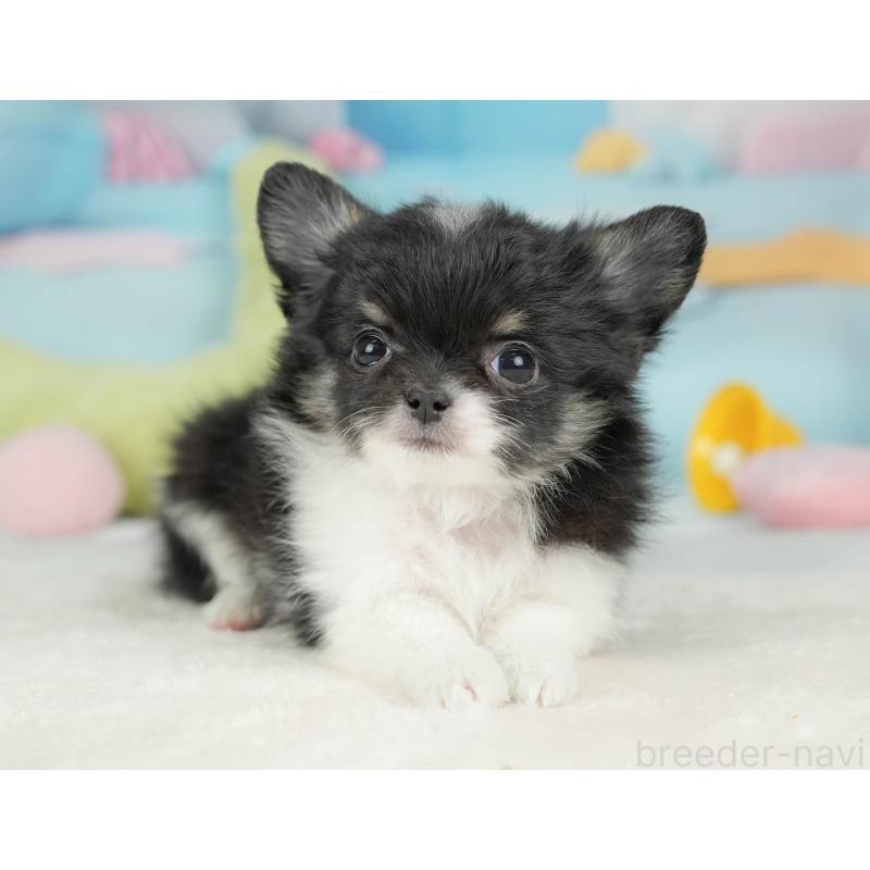 販売中の栃木県のチワワ(ロングコート)-439245の11枚目