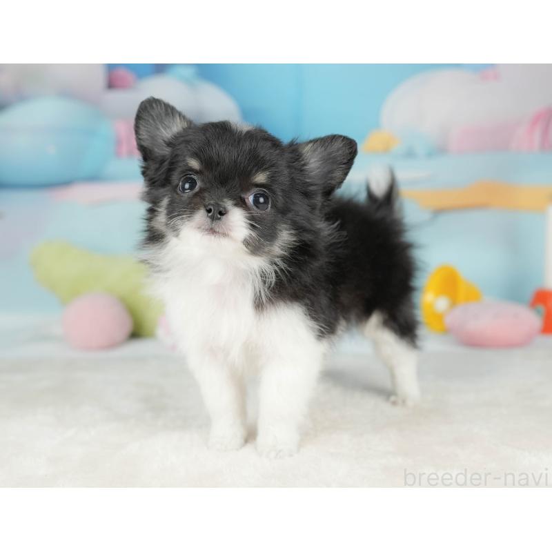 販売中の栃木県のチワワ(ロングコート)-439245の10枚目