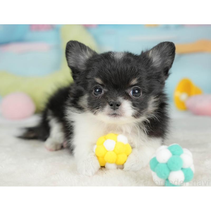 販売中の栃木県のチワワ(ロングコート)-439245の9枚目