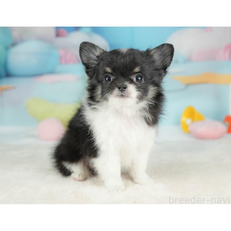 販売中の栃木県のチワワ(ロングコート)-439245の8枚目