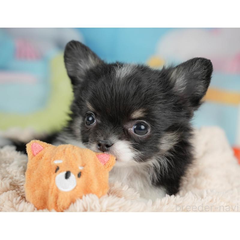 販売中の栃木県のチワワ(ロングコート)-439245の7枚目