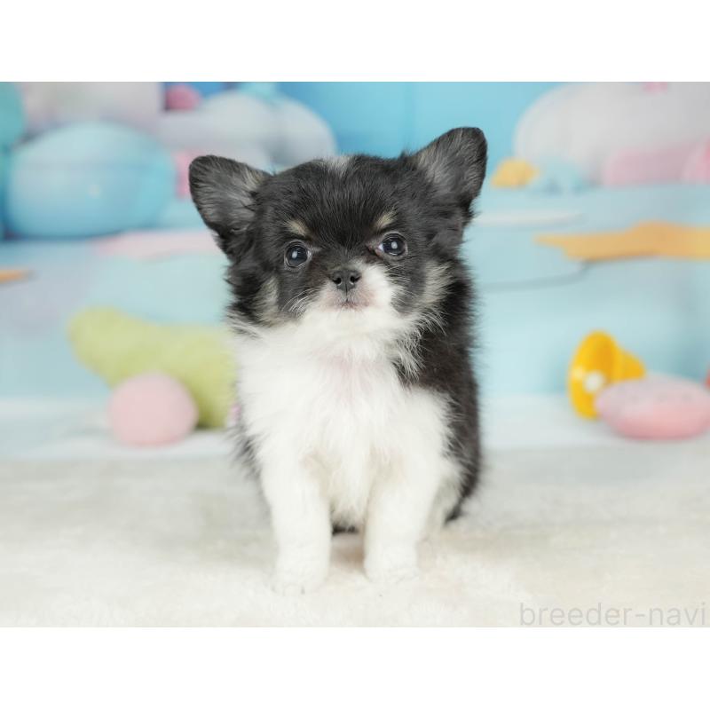 販売中の栃木県のチワワ(ロングコート)-439245の6枚目