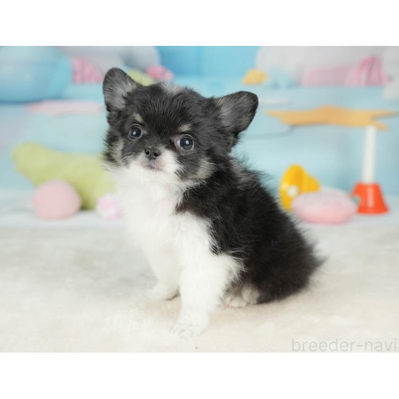 販売中の栃木県のチワワ(ロングコート)-439245の4枚目