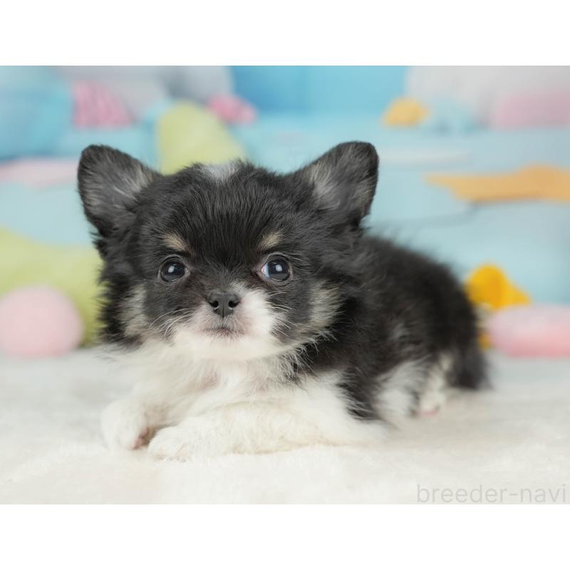 販売中の栃木県のチワワ(ロングコート)-439245の3枚目