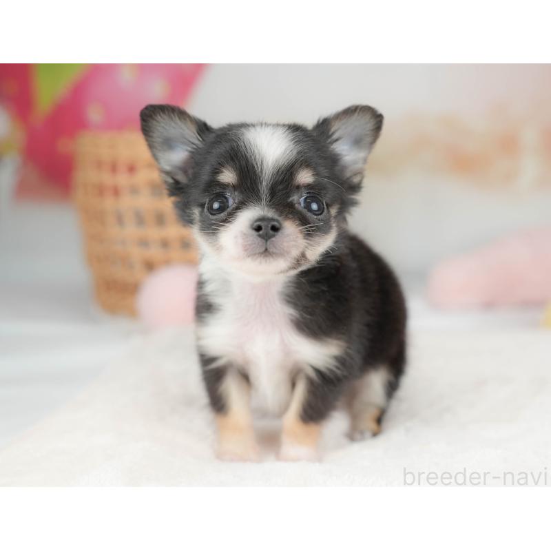 販売中の栃木県のチワワ(ロングコート)-439238の1枚目