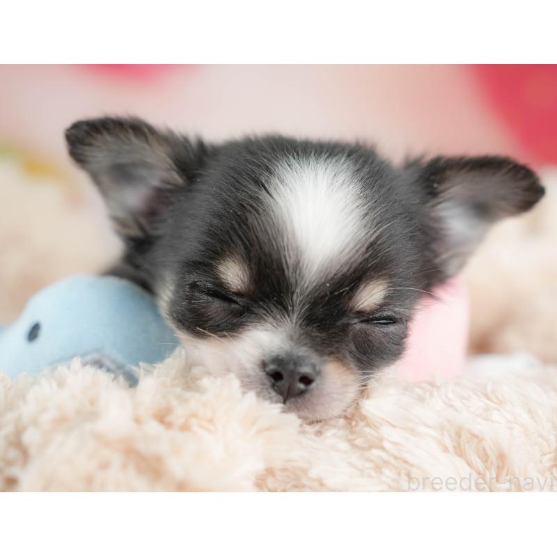 販売中の栃木県のチワワ(ロングコート)-439238の8枚目