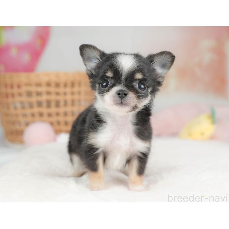 販売中の栃木県のチワワ(ロングコート)-439238の7枚目