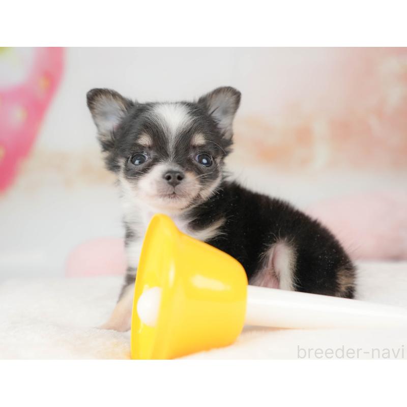 販売中の栃木県のチワワ(ロングコート)-439238の6枚目