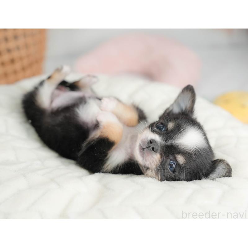 販売中の栃木県のチワワ(ロングコート)-439238の5枚目