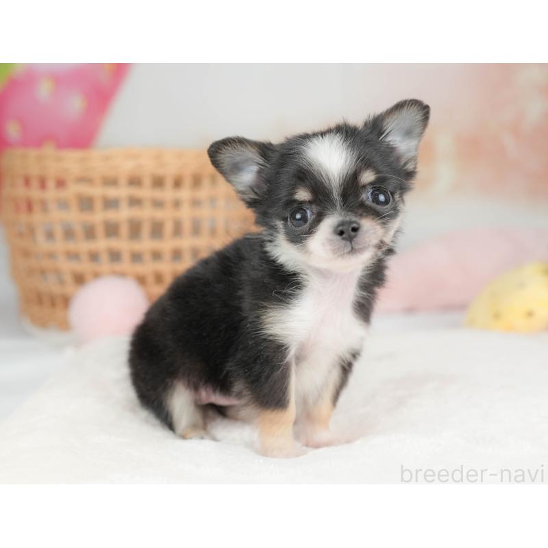 販売中の栃木県のチワワ(ロングコート)-439238の4枚目