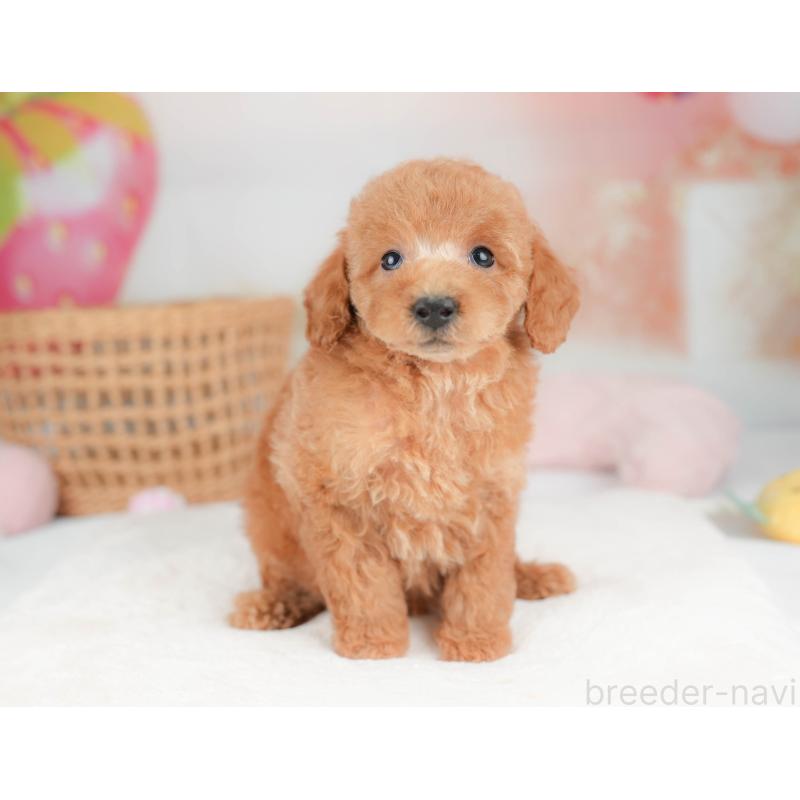 販売中の栃木県のトイプードル-439226の11枚目